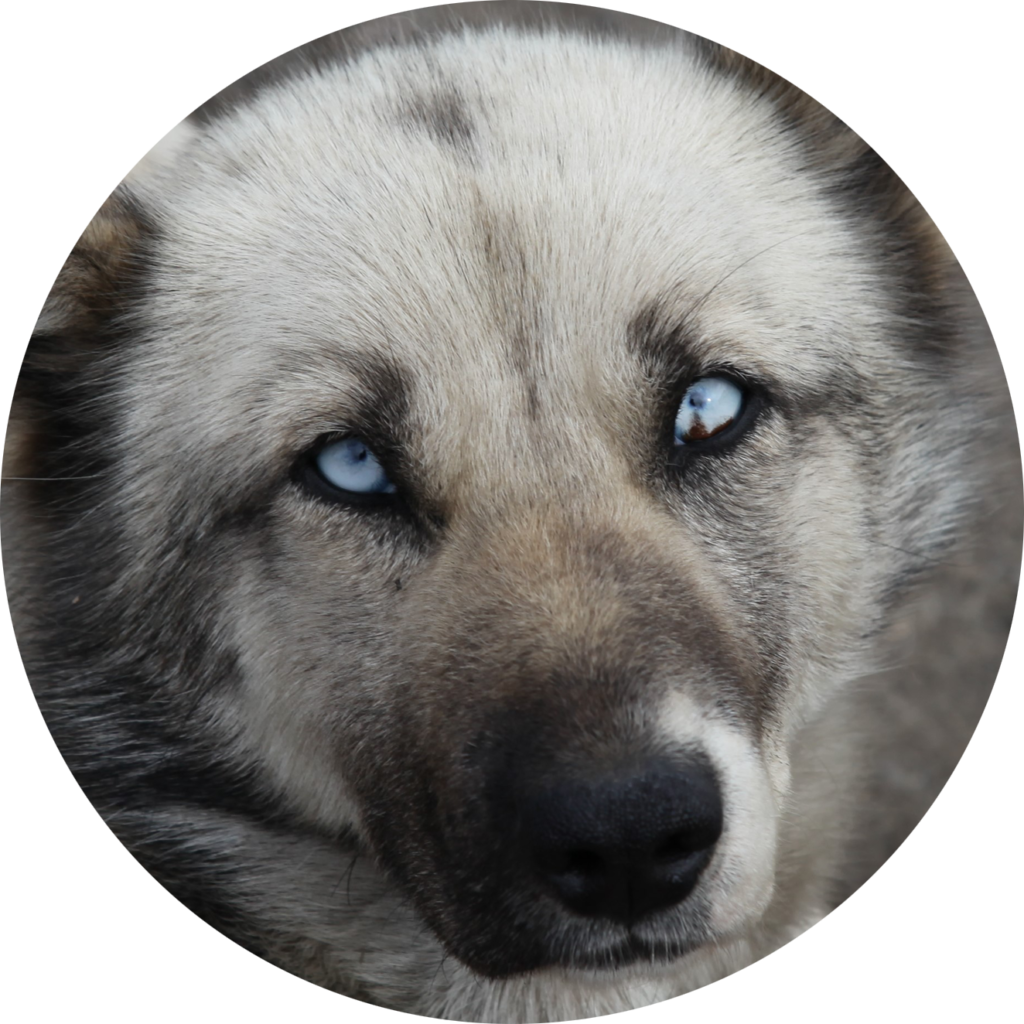Skifte tøj konstruktion olie Adoptere hund fra Svalbard - Svalbard Dyresykehus